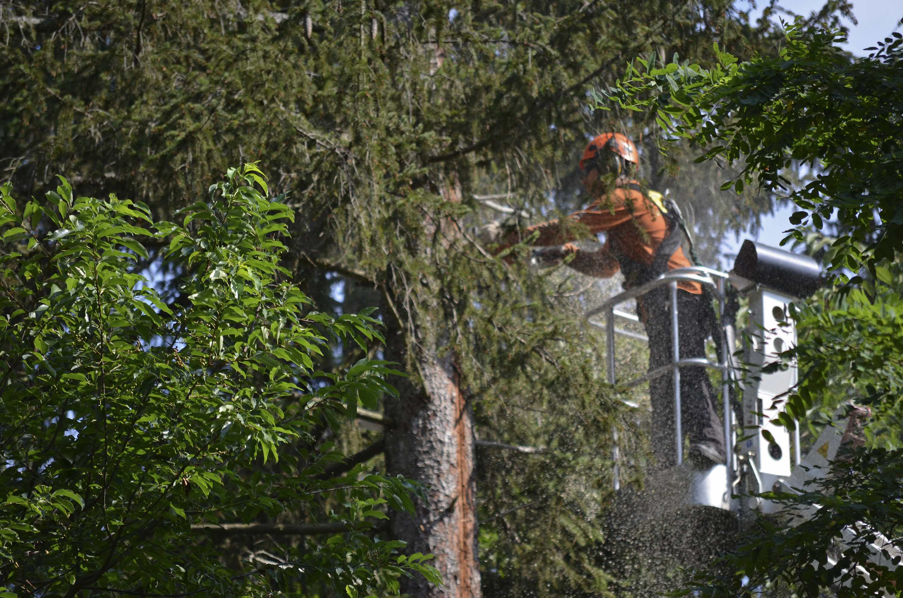 Tree Services